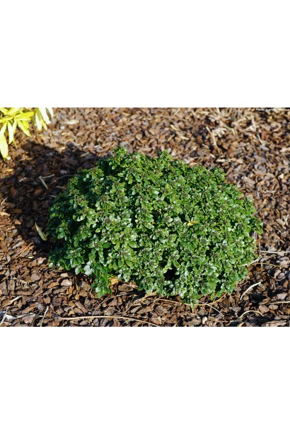 Іберійка вічнозелена Рожевий Лід